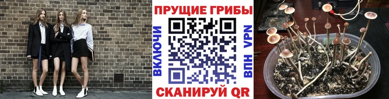 мега как войти  Среднеколымск  Галлюциногенные грибы Magic Shrooms  как найти закладки 
